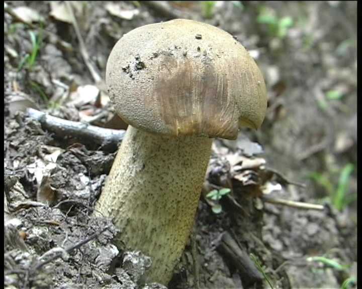 Leccinum crocipodium  (letellier)  Watling